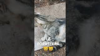 LA FORASTERA 🐱🐱🐱 [upl. by Seroka]