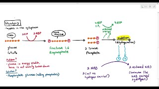 125 Glycolysis Cambridge AS A Level Biology 9700 [upl. by Aenyl]