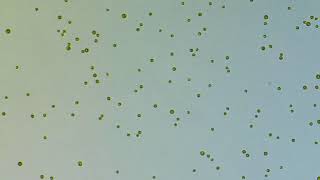 Scientists have witnessed in realtime a singlecelled algae evolve into a multicellular organism 1 [upl. by Hallsy]