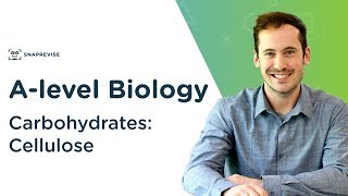 Carbohydrates Cellulose  Alevel Biology  OCR AQA Edexcel [upl. by Aniluap]