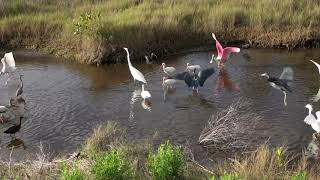 Birding at Viera Wetlands and Merritt Island National Wildlife Refuge [upl. by Adnamma646]