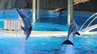 Spectacle des Dauphins  Dolphin Show  Marineland 2018 [upl. by Goran201]