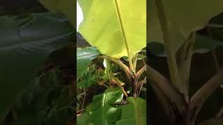 Latundan Banana  Musa Acuminata herbs beauty fruitnaturehealth [upl. by Lil]