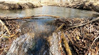 “BEAVERS BAD DAY” Dam Drained And Dreams Crushed Beaver Dam Removal [upl. by Eca]