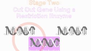 GCSE Biology  Genetic Engineering Insulin [upl. by Haisoj]