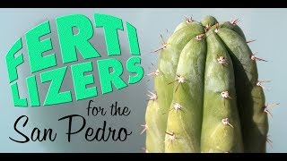 Fertilizers for the San Pedro cactus and other Trichocereus cacti [upl. by Darin781]