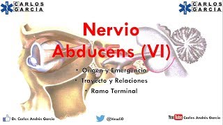 Anatomía  Nervio Abducens Origen y Emergencia Trayecto y Relaciones Ramos [upl. by Edythe980]