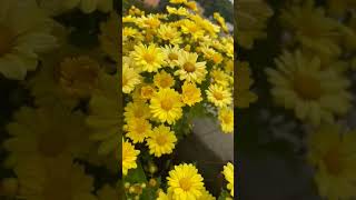 Chrysanthemum flowers 💛💛bloomingourterracegarden youtubeshorts likeshare subscribe [upl. by Mccullough]