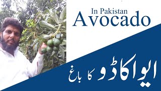 Avocado orchard in Pakistan  Fruit Orchard  avocado [upl. by Esereht12]