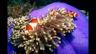 Clownfish and Sea Anemones [upl. by Niamert]