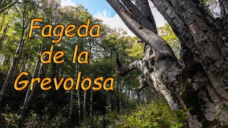 La Fageda de la Grevolosa [upl. by Araminta]