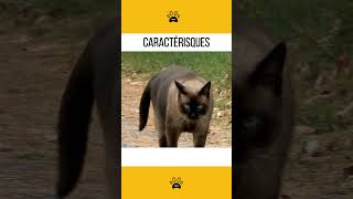 Le chat siamois 👉 Caractéristiques chats chatsdrôles chatsrigolos [upl. by Neema]