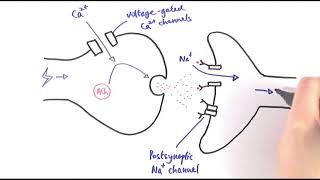 A2 Biology  Cholinergic synapses OCR A Chapter 135 [upl. by Nollad]