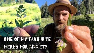 One of my favourite Herbs for Anxiety [upl. by Acker]