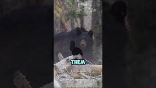 Bears FIGHT At Someones Backyard [upl. by Silverstein506]