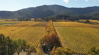 Aerial View of Stunning Napa Valley Vineyard in Autumn [upl. by Lexa]