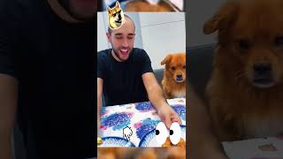 Doggy Funny video funny usamemes comedyvideos usacomedy memes dogfunny funnyvideos comedy [upl. by Ttebroc]