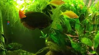 Using Cattle Dewormer In My Aquarium Levamisole HCL [upl. by Liberati281]