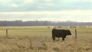 Bœuf pur à 100 un fait ou le nom d’une entreprise  McDonald’s Canada [upl. by Ikiv837]