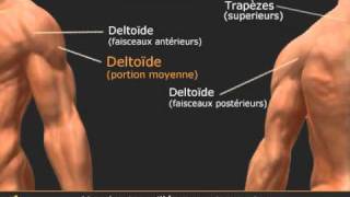 Exercice élévations latérales haltères  Musculation des épaules en isolation  Lateral Raise [upl. by Eittam662]