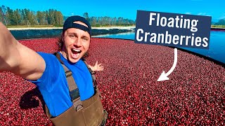 CRANBERRY HARVESTING  Why do they flood the fields [upl. by Elehcor]