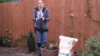 Planting Bare Root BlueberriesAVI [upl. by Casteel]