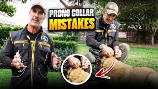 Prong Collar Mistakes and How to Avoid Them [upl. by Robertson]