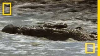 Croc vs Wildebeest amp Gazelle  National Geographic [upl. by Wenn637]