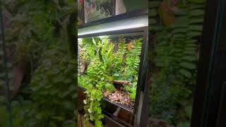 Terribilis Terrarium Trim Timelapse [upl. by Atinus839]