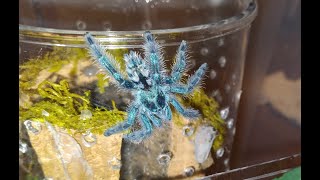 Antilles Pinktoe Tarantula Spiderling Feeding [upl. by Refeinnej]