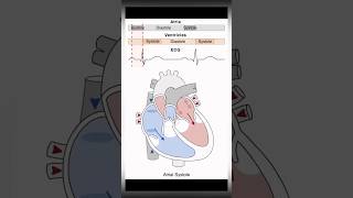 Here’s how the heart works DYK🫀beats about 100K times a day anatomy medical shorts neet [upl. by Brainard]