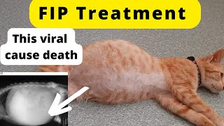 feline infectious peritonitis FIP Causes Symptoms amp Treatment  Animalia Dot Pk [upl. by Leigh]