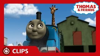 Thomas Meets the Giraffe  Clips  Thomas amp Friends [upl. by Htrahddis]