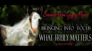 Serenity Farm Gypsy Horses amp Equestrian Center LIVE Cameras [upl. by Tedi]