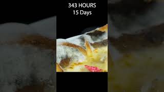 23 Days in 60 Seconds  Pizza Time Lapse  Rotting Time Lapse [upl. by Smukler385]