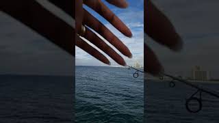 SUNDAY FISHING AT NAVARRE PIER CATCHING BAIT FISHES FOR KING MACKEREL fyp fishing viralvideo [upl. by Bannister583]