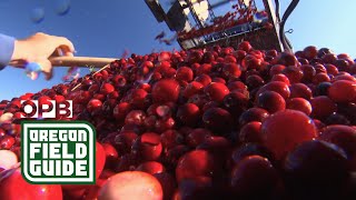 Oregon’s ‘Napa Valley’ Of Cranberry Farming  Oregon Field Guide [upl. by Ainegul]