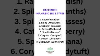 Types of Racemose Inflorescence and their examples biologybloom [upl. by Nitsraek]