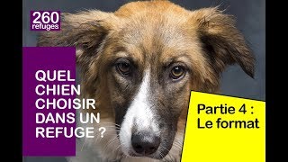 Quel chien choisir dans un refuge  4Le format [upl. by Adekan]