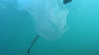 Snorkelling at Yanchep Lagoon  Western Australia [upl. by Naujtna693]