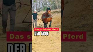 Das Pferd ist sehr stark ‼️ Reaction alexfarcas99cay [upl. by Ettelra]