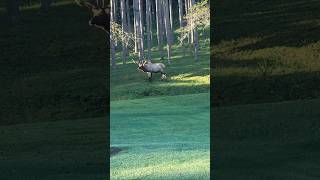 LOOKING FOR ELK IN BENEZETTE PA elk pennsylvania wildlife photography bull fall capcut [upl. by Netsirc]