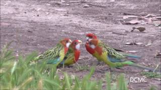 Adult Rosellas feeding young chicks DCMC [upl. by Anjali930]