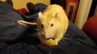 Carl the pet rat likes boiled potato [upl. by Meehar]