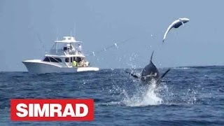 AMAZING BLUE MARLIN FOOTAGE  A MUST SEE [upl. by Suki497]