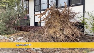 Trees toppled in Beaverdell [upl. by Ardni]