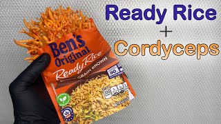 How to Grow Cordyceps Militaris With Uncle Bens Ready Rice [upl. by Alrzc]