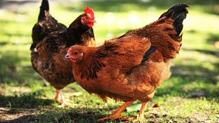 Voici comment un élevage de poulets devrait ressembler [upl. by Mars]