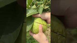 fruit festiveseasonwithorganicharvest gardening fruitcutting seasonalharvest homegardening [upl. by Ynnaf34]