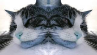 Check me out Im a Cat [upl. by Kcirej]